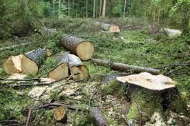 نابودی و تخریب جنگل های شمال